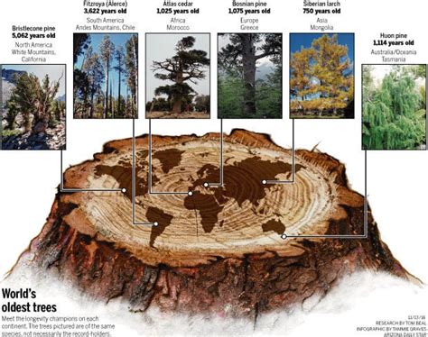 Oldest tree in Europe identified by University of Arizona researchers