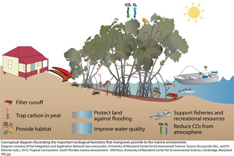 Protecting coastal habitats helps mitigate climate change | Bay Soundings