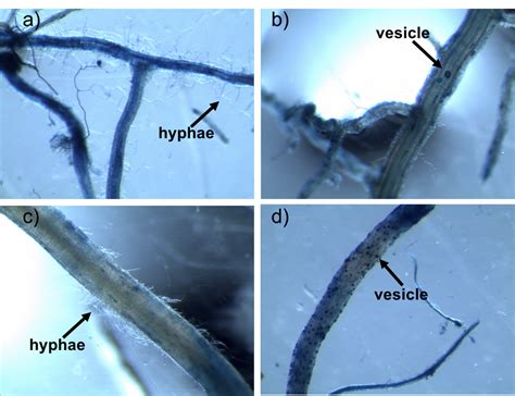 Lifestyles of arbuscular mycorrhizal fungi — Global Soil Biodiversity ...