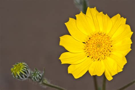 Desert Sunflower - Death Valley Wildflowers 2011 on eecue.com : Dave Bullock / eecue