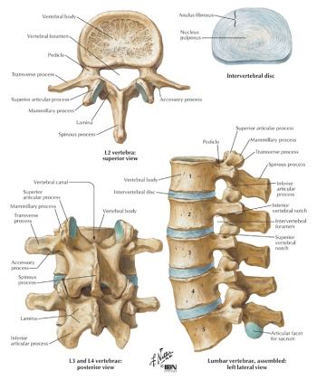 Lumbar Vertebrae - Physiopedia