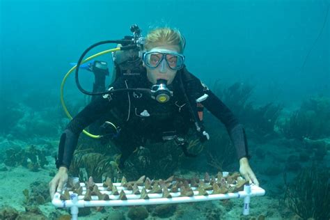 Sowing corals: A new approach paves the way for large-scale coral reef ...