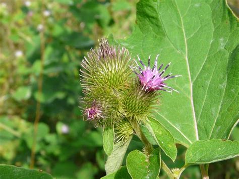 Toronto Wildlife - More Common Burdock