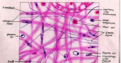 [DIAGRAM] Diagram Of Connective Tissue - MYDIAGRAM.ONLINE