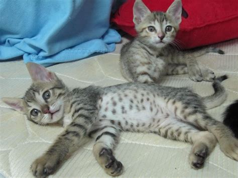 Arabian Mau Cat Info, Personality, Kittens, Pictures