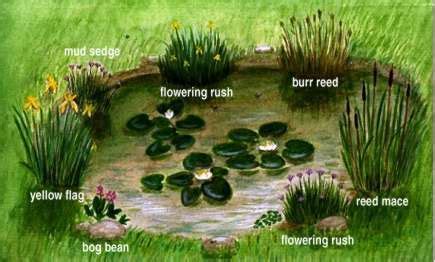 Ponds - Pond Plants | Young People's Trust For the Environment