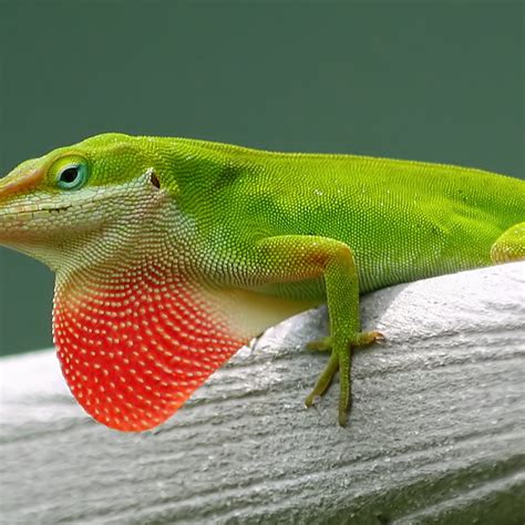 What Do Anole Lizards Eat