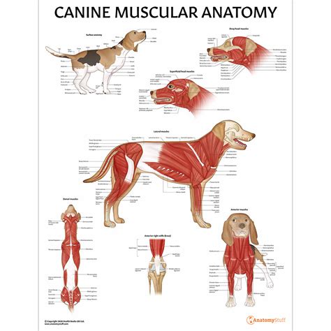 Canine Muscular Anatomy Chart | Dog Muscles Poster Laminated