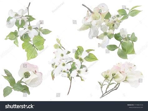 883 Dogwood Watercolor Images, Stock Photos & Vectors | Shutterstock