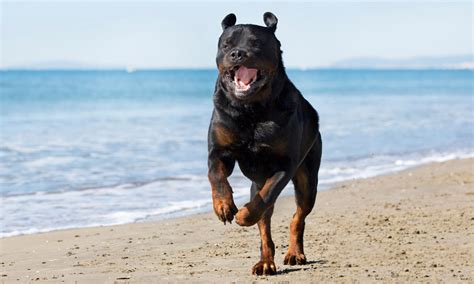 Healthiest Large Dog Breeds: 10 Dogs With The Least Health Problems