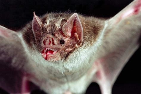 Blood-feeding vampire bats evolved and survive thanks to 'jumping genes ...