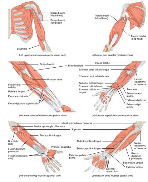 Muscles of the Pectoral Girdle and Upper Limbs · Anatomy and Physiology