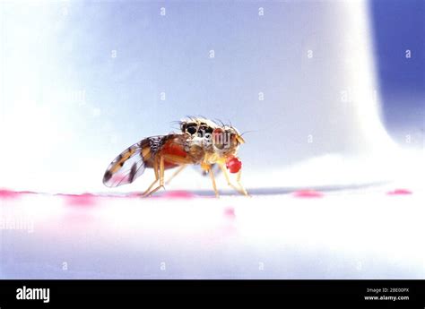 Mediterranean fruit fly Stock Photo - Alamy