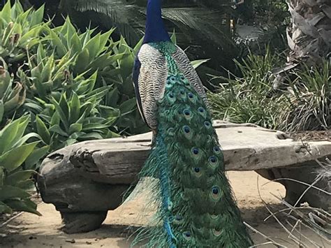 Proud peacock at Los Angeles Arboretum | Smithsonian Photo Contest | Smithsonian Magazine