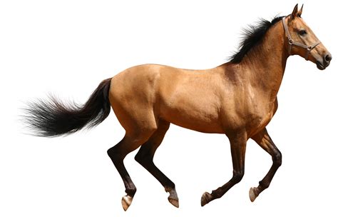 Transparent Brown Horse | Gallery Yopriceville - High-Quality Images and Transparent PNG Free ...