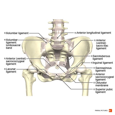 Pelvis - Physiopedia