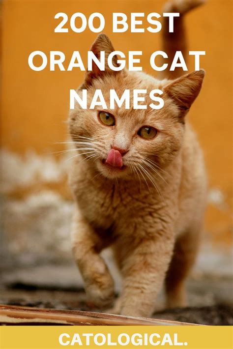 Orange Cat Names Japanese - Funny Cats