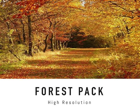 Forest Zoom Background Pack 5 Nature Virtual Background Images for Zoom Meetings - Etsy