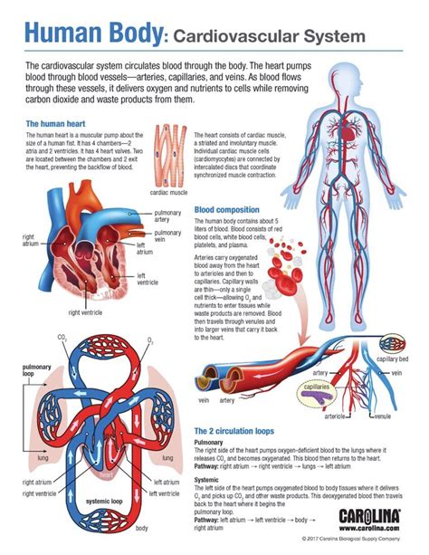 Cardiovascular System – Carolina Biological Supply – A&P Teacher Resources | Basic anatomy and ...