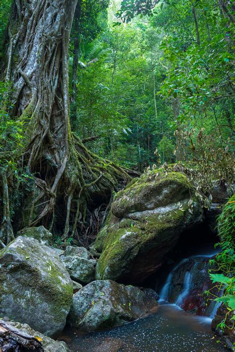 Rainforest Scene, Springbrook National Park (OC)(4016x6016) : r/EarthPorn