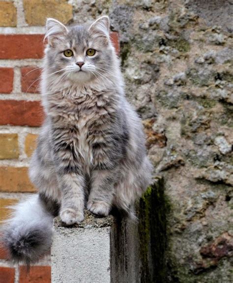 Siberian Cat Info, Personality, Kittens, Pictures