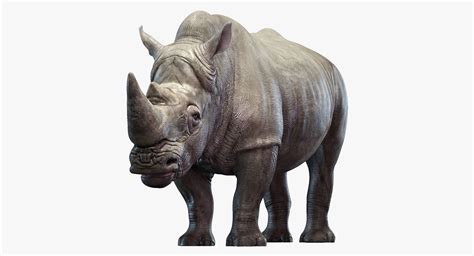 Rhino Rigged 3D Model $149 - .ma .obj .fbx - Free3D