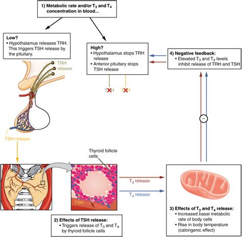 14.4 The Thyroid Gland – Fundamentals of Anatomy and Physiology