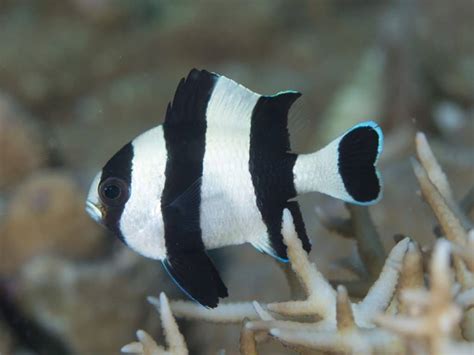 Damselfish: Are They Really That Aggressive? – The Beginners Reef