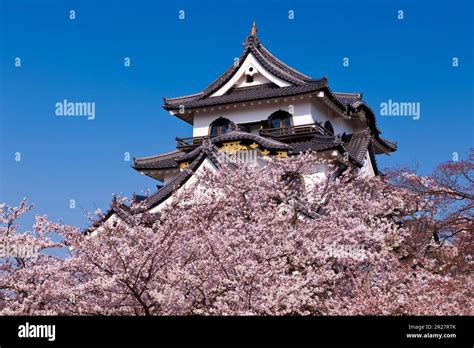 Cherry blossoms at Hikone Castle Stock Photo - Alamy