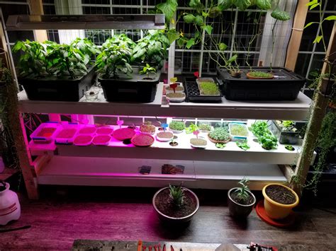 Our indoor winter garden : r/gardening