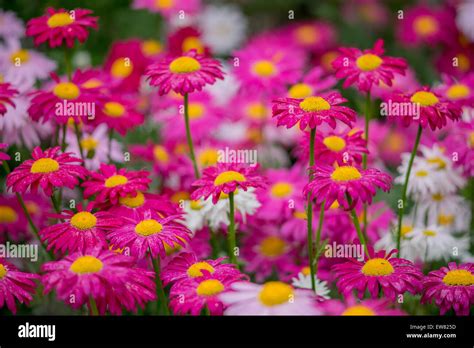 Many red and pink pyrethrum flowers Tanacetum coccineum Stock Photo - Alamy