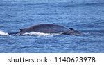 Blue Whale(Balaenoptera musculus) image - Free stock photo - Public Domain photo - CC0 Images