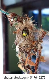 Tailorbird Nest Royalty-Free Images, Stock Photos & Pictures | Shutterstock