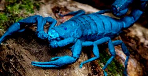 price of blue Scorpion Venom as per viral video|OMG! દુનિયાનું સૌથી ...