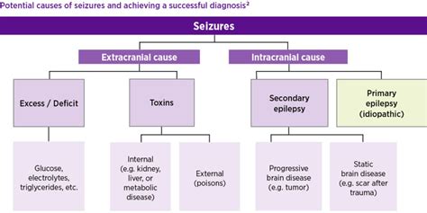 Epilepsy Diagnosis - KBroVet