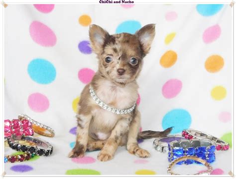 Blue Chihuahua Puppies For Sale | ChiChiBabies Chihuahuas