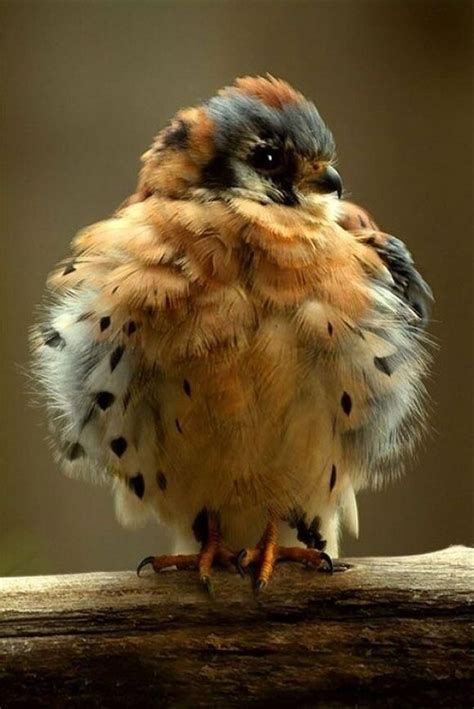 Baby Hawk | Great things | Pinterest