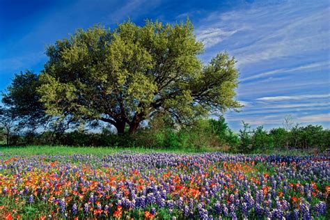 🔥 [46+] Texas Bluebonnet Wallpapers | WallpaperSafari