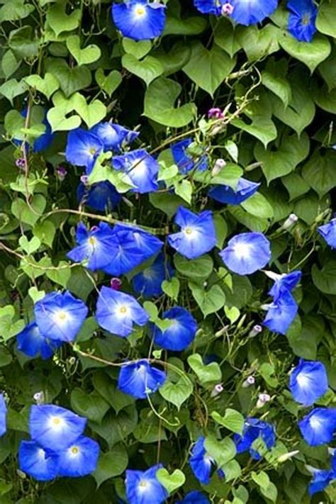 Top 10 Climbing Plants for a Small Trellis | Dengarden