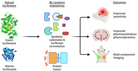 Brightening up Biology: Advances in Luciferase Systems for in Vivo Imaging | ACS Chemical Biology