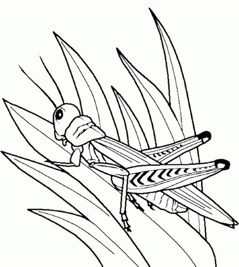 Free Grasshopper Coloring Pages, Download Free Grasshopper Coloring Pages png images, Free ...