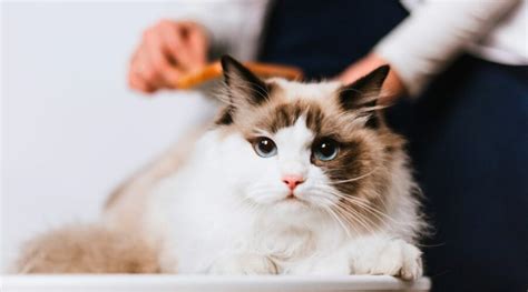 Are Ragdoll Cats Hypoallergenic? - Love Your Cat