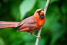 Male Cardinal Singing In Tree Free Stock Photo - Public Domain Pictures