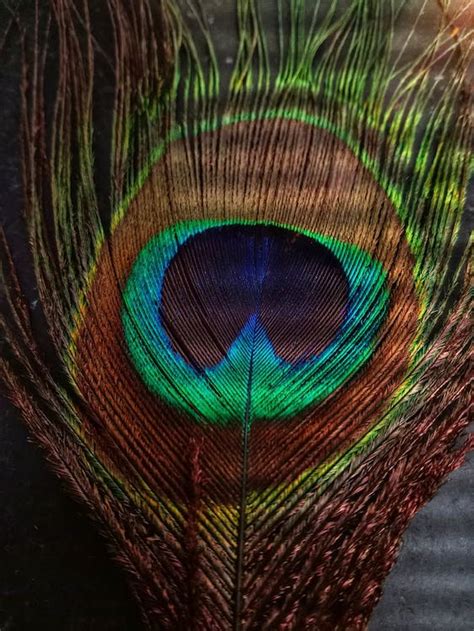 Peacock Feather in Close Up Shot · Free Stock Photo