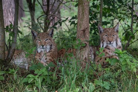 Eurasian Lynx Habitat