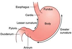 Understanding Hemostasis for GAVE and RP