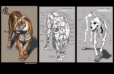 Tiger study by StanStill on DeviantArt