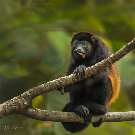 Wild Howler Monkey, Costa Rica | Howler monkeys inhabit the … | Flickr