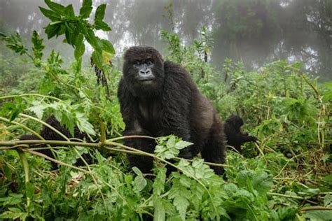 Virunga National Park – News, Research and Analysis – The Conversation – page 1