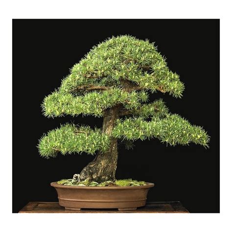 Scots Pine Bonsai Seeds